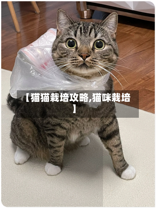 【猫猫栽培攻略,猫咪栽培】