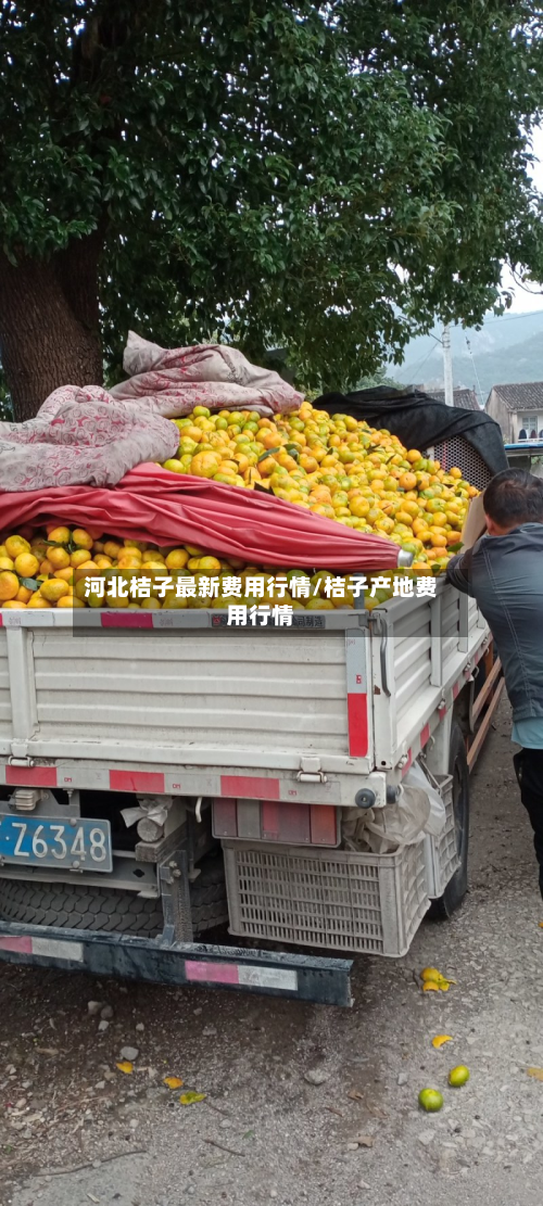 河北桔子最新费用行情/桔子产地费用行情-第2张图片