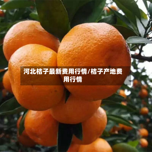 河北桔子最新费用行情/桔子产地费用行情