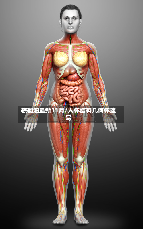 棕榈油最新11月/人体结构几何体速写-第2张图片