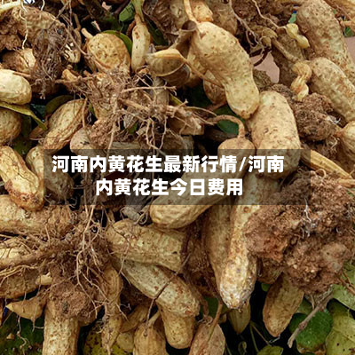 河南内黄花生最新行情/河南内黄花生今日费用