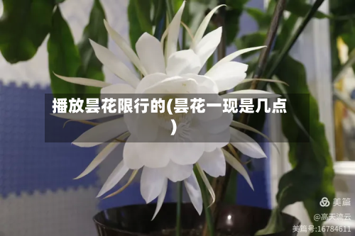 播放昙花限行的(昙花一现是几点)