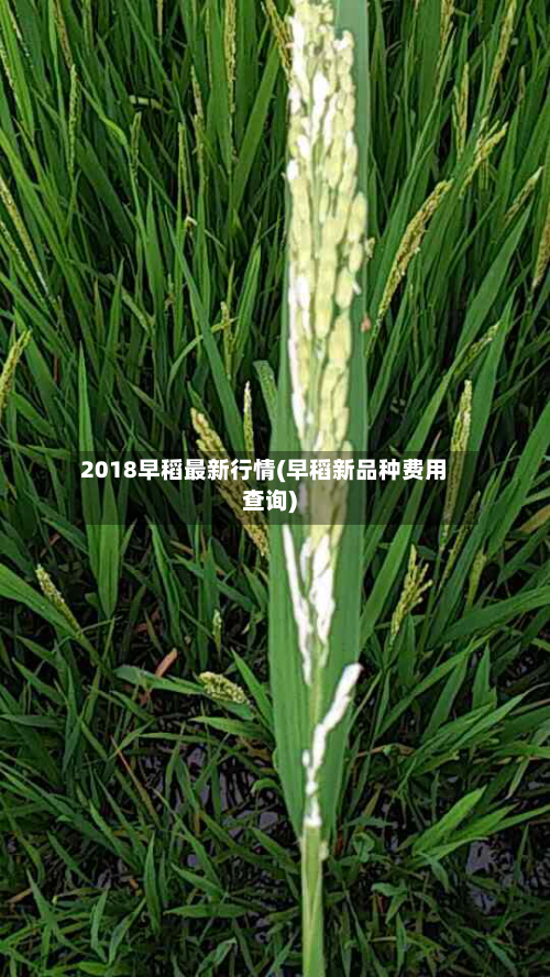 2018早稻最新行情(早稻新品种费用查询)